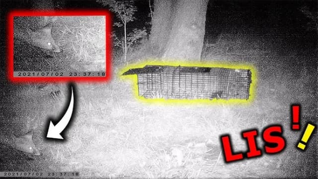 Jak samemu zrobić skuteczną pułapkę na lisa – prosty poradnik krok po kroku Jak samemu zrobić skuteczną pułapkę na lisa – prosty poradnik krok po kroku