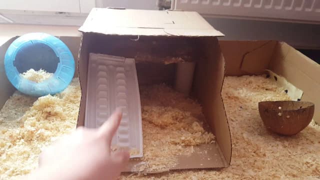 Jak zrobić bezpieczny i tani wybieg dla chomika DIY krok po kroku Jak zrobić bezpieczny i tani wybieg dla chomika DIY krok po kroku